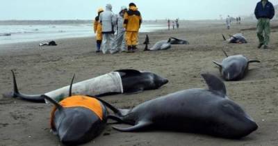 2020 стал рекордным по числу найденных на берегу дельфинов в Крыму