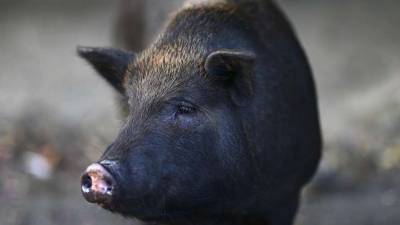 Пуэрто-Рико переживает нашествие вьетнамских вислобрюхих свиней (ВИДЕО)