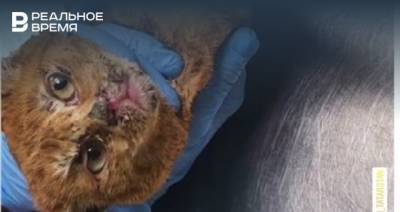 В Татарстане работник пилорамы пытался заживо сжечь в печи кошку