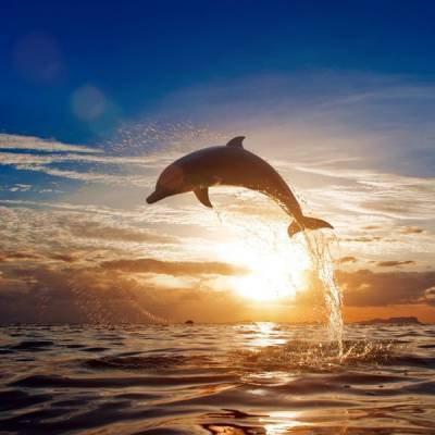 Глобальное потепление: гибнут дельфины и исчезают коралловые рифы