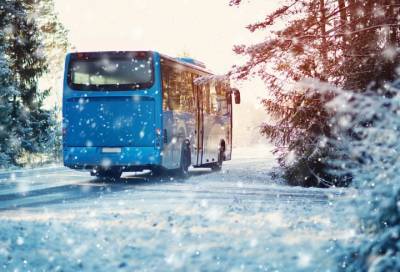 Автобус Низино – Старый Петергоф возобновит рейсы с 28 декабря