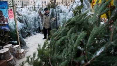В лесу не росла: петербуржцы не готовы отказаться от живых ёлок