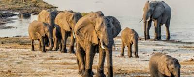 Нейросеть посчитала слонов в заповеднике ЮАР по спутниковым снимкам