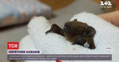 "Курорт" для летучих мышей: как харьковские волонтеры помогают рукокрылым пережить зиму