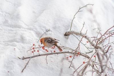 Необычно яркие птицы прилетели на зимовку в Новосибирск