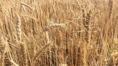 Украина значительно снизила экспорт зерновых и кукурузы