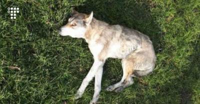 Во Львовской области полиция нашла подростков, которые издевались над собакой: бросили животное в мешок и избили