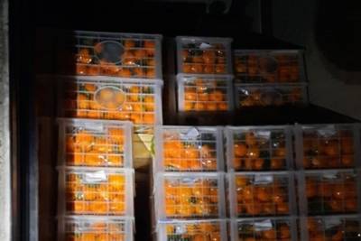 В Оренбургскую область не пустили подозрительные мандарины