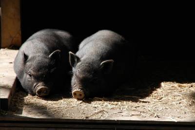 В Грачевском районе снят карантин по чуме свиней