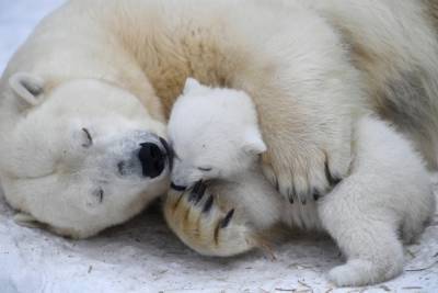В Ростовском зоопарке впервые за 32 года родился белый медведь
