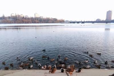 В Кальмиусе в центре Донецка замерзают утки