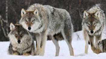 Голодные волки бродят на окраине Никольска