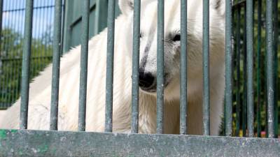 В зоопарке Ростова-на-Дону впервые за 32 года родился белый медведь