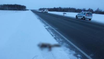 Водитель погиб после столкновения с лисой на трассе Тюмень – Омск