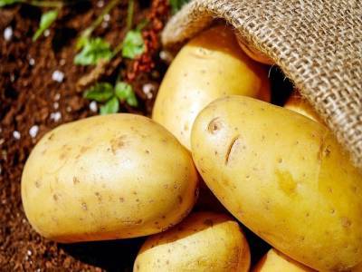 Ученые рассказали, чем опасен картофель