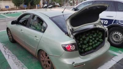 Собирали чужой урожай: в кибуце рядом с Герцлией задержали похитителей авокадо