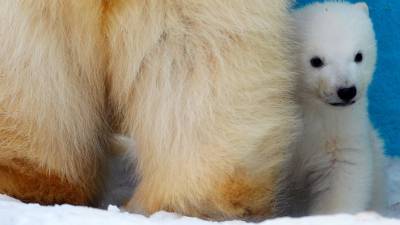 В зоопарке Ростова-на-Дону родился белый медвежонок впервые за 32 года