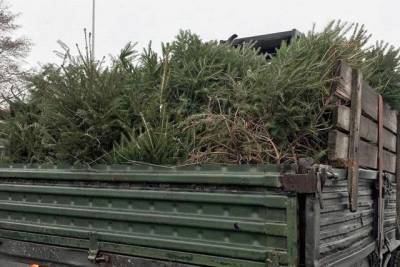 В Виннице задержали грузовик с новогодними елками без чипов