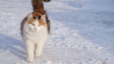 Пьяный житель Татарстана бросил кота в раскаленную печь
