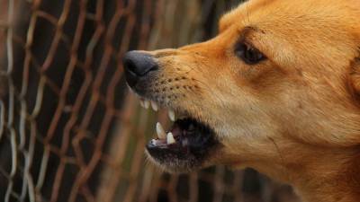 Бездомная собака покусала школьника в Перми