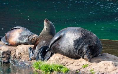 В Антарктиде обнаружили тюленей, общающихся с помощью ультразвука