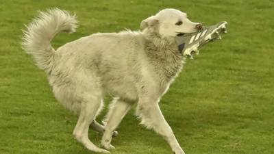 Футбольная Санта-Барбара: собака с бутсой в зубах выбежала на поле и нашла хозяина – видео