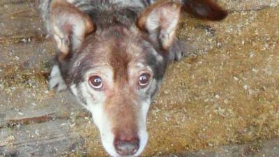Сотрудники МЧС в Саратове спасли собаку из "гаражной ловушки"