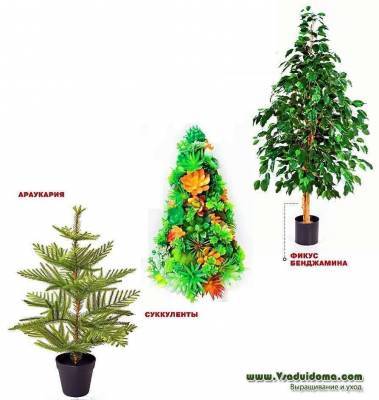 «Новогодние» растения которыми можно заменить елку