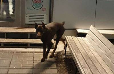 В Киеве собака пришла в кафе за помощью (Фото)