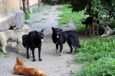 Жители Тверской области боятся бродячих собак