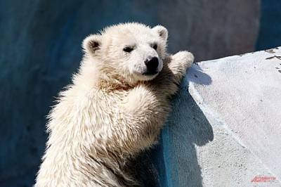 В Ростовском зоопарке пара белых медведей родила медвежонка