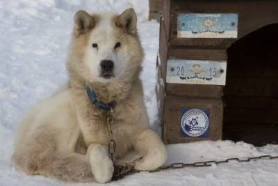 Умер легендарный покоритель Северного полюса – пёс Черке