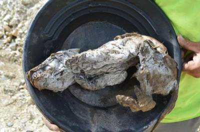 На Аляске обнаружили мумию волчонка, которому 57 тысяч лет