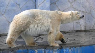 В зоопарке Ростова-на-Дону впервые за 32 года родился белый медвежонок
