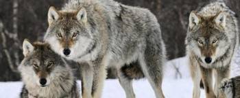 Вологодские волки атакуют, новый порядок начисления зарплат учителям и новогодний стол: обзор новостей дня