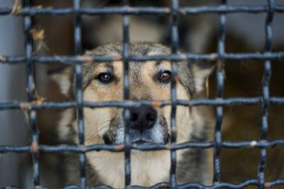 В Иркутске из горящего приюта эвакуировали 25 собак