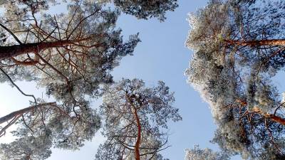 Ученые объяснили зелень хвойных деревьев зимой