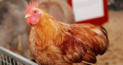 Беларусь ограничивает ввоз птицы из регионов Польши и Ирландии из-за птичьего гриппа