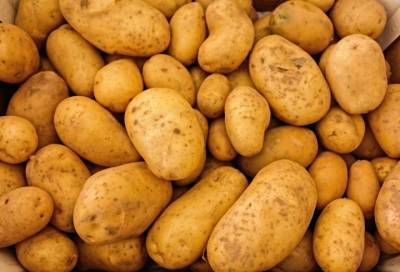 Потребление картофеля может стать причиной гипертонии