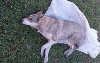 Во Львове спасают собаку, которую подростки положили в мешок и избили трубой