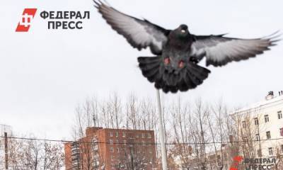 «Спецавтобаза» отказывается бороться с птицами на крупнейшей свалке Екатеринбурга