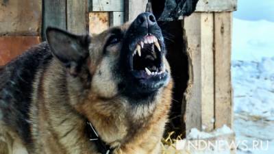Администрация Тазовского района заплатит девочке за нападение бродячей собаки