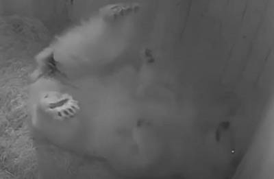 Полкилограмма милоты: в зоопарке Ростова впервые за 32 года родился белый медвежонок