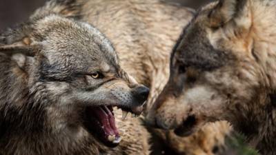 Увлеченные погоней волки едва не остановили работу ТО в Карелии