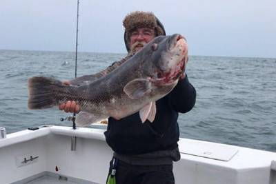 Рыболов поймал губана-таутогу рекордного размера
