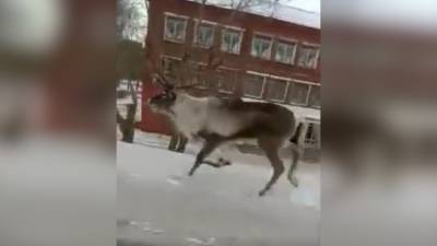 По улицам Омска бегал напуганный северный олень