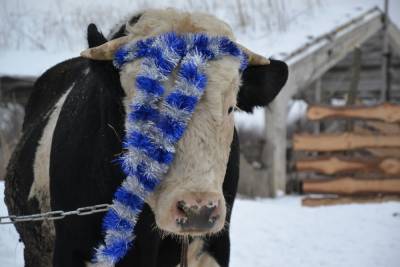 В рязанском поселке к Новому году устроили фотосессию быку