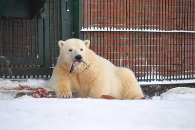 Игривый белый медведь умилил жителей Приморья