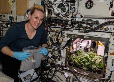 В космосе вырастили первый в истории урожай овощей: 20 редисок летят на Землю