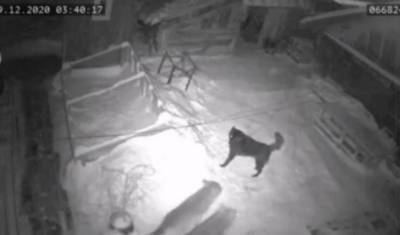 Волки задрали собаку во дворе дома в Тобольском районе